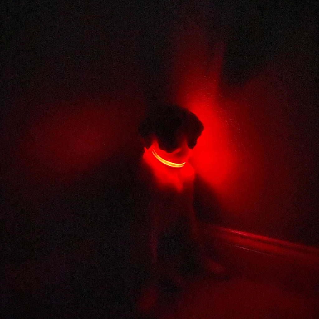 LED Dog Collar: Blue